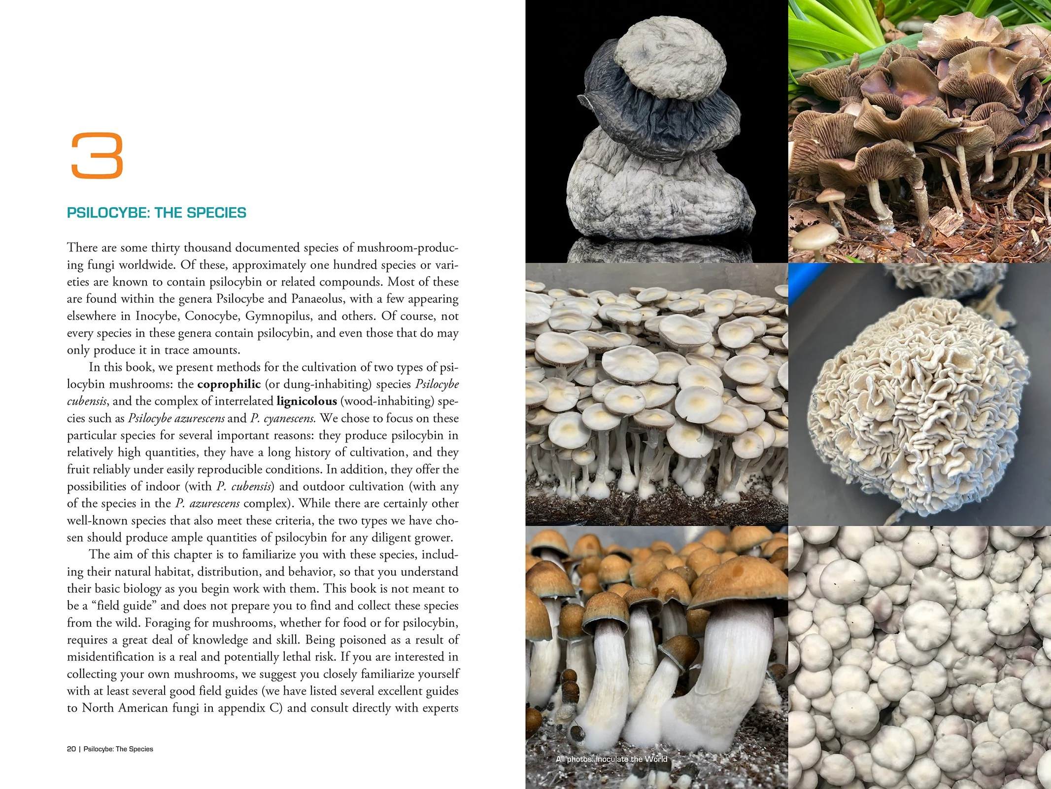 NEW MAGIC MUSHROOM PACKAGE — Ed Rosenthal